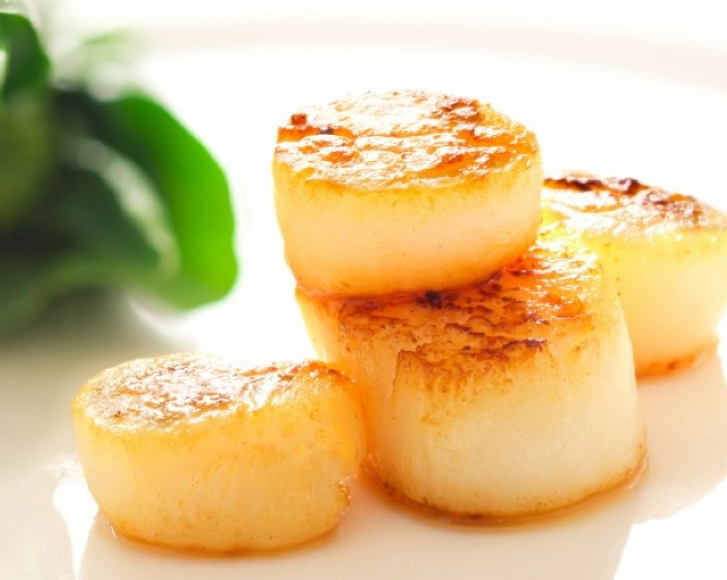 coquilles Saint-Jacques sous vide